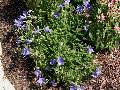 Balloon Flower / Platycodon grandiflorus  